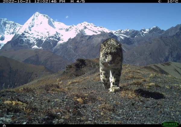 Snow Leopard Bhutan RCNX0049 Camera Trap