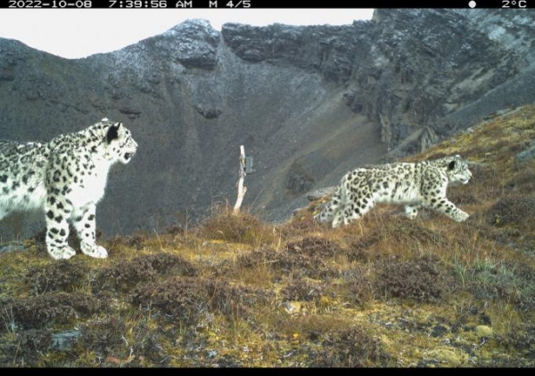 Sow Leopard Bhutan RCNX0819 camera trap