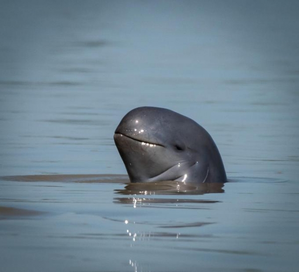 Myanmar Irrawaddy river dolphin c Nick Cox WWF