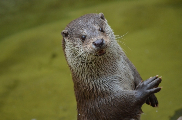 otter 365370 1280