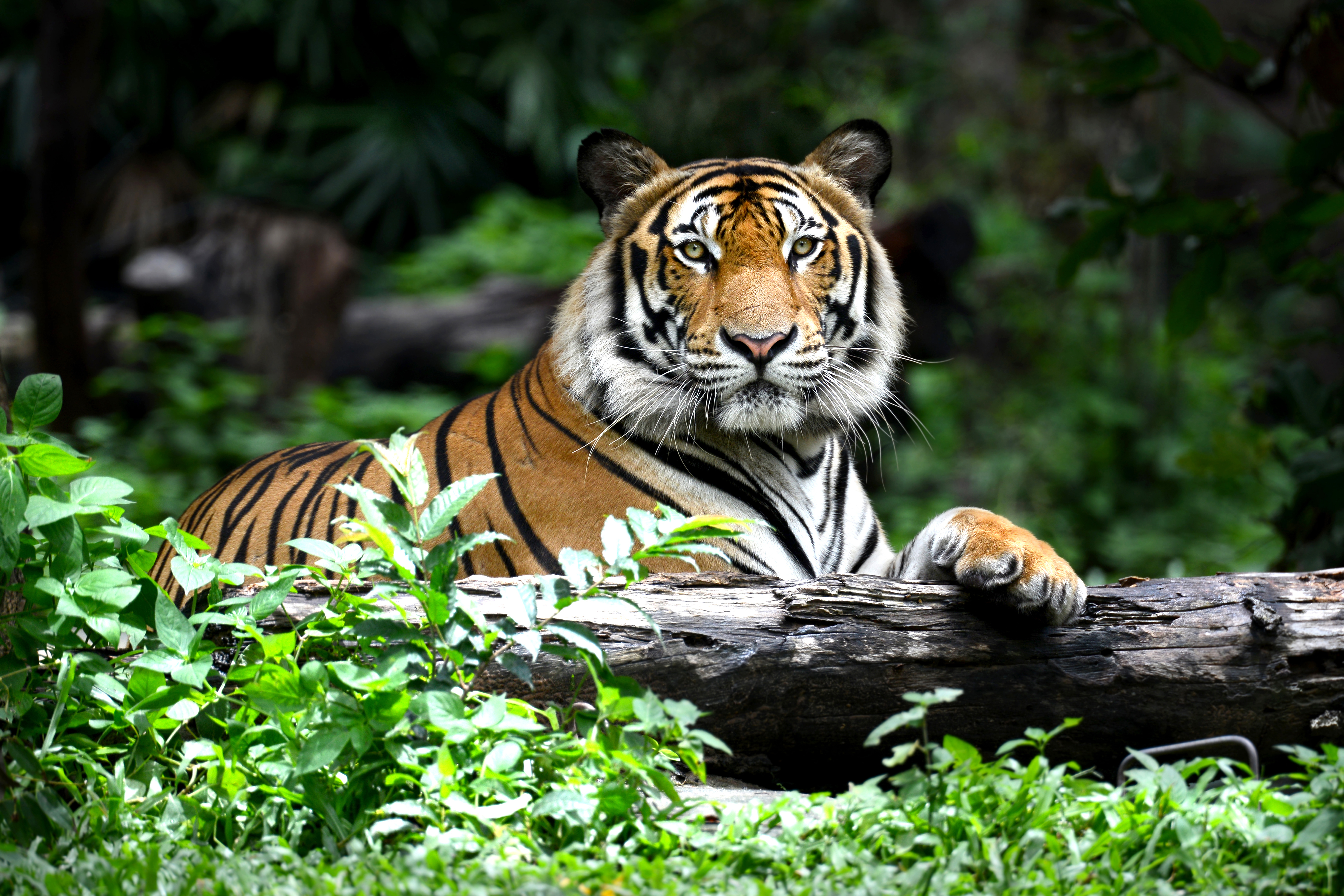 Un tigre couché dans la forêt