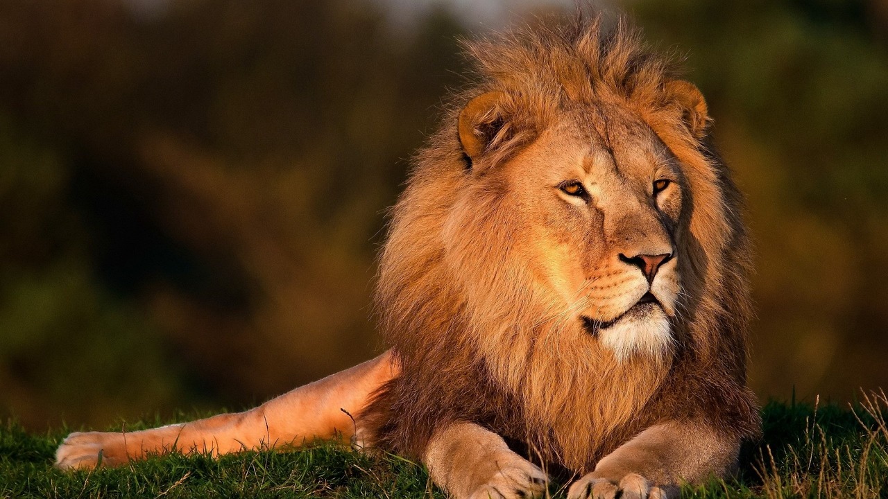 Lion couché dans l'herbe - vue de face