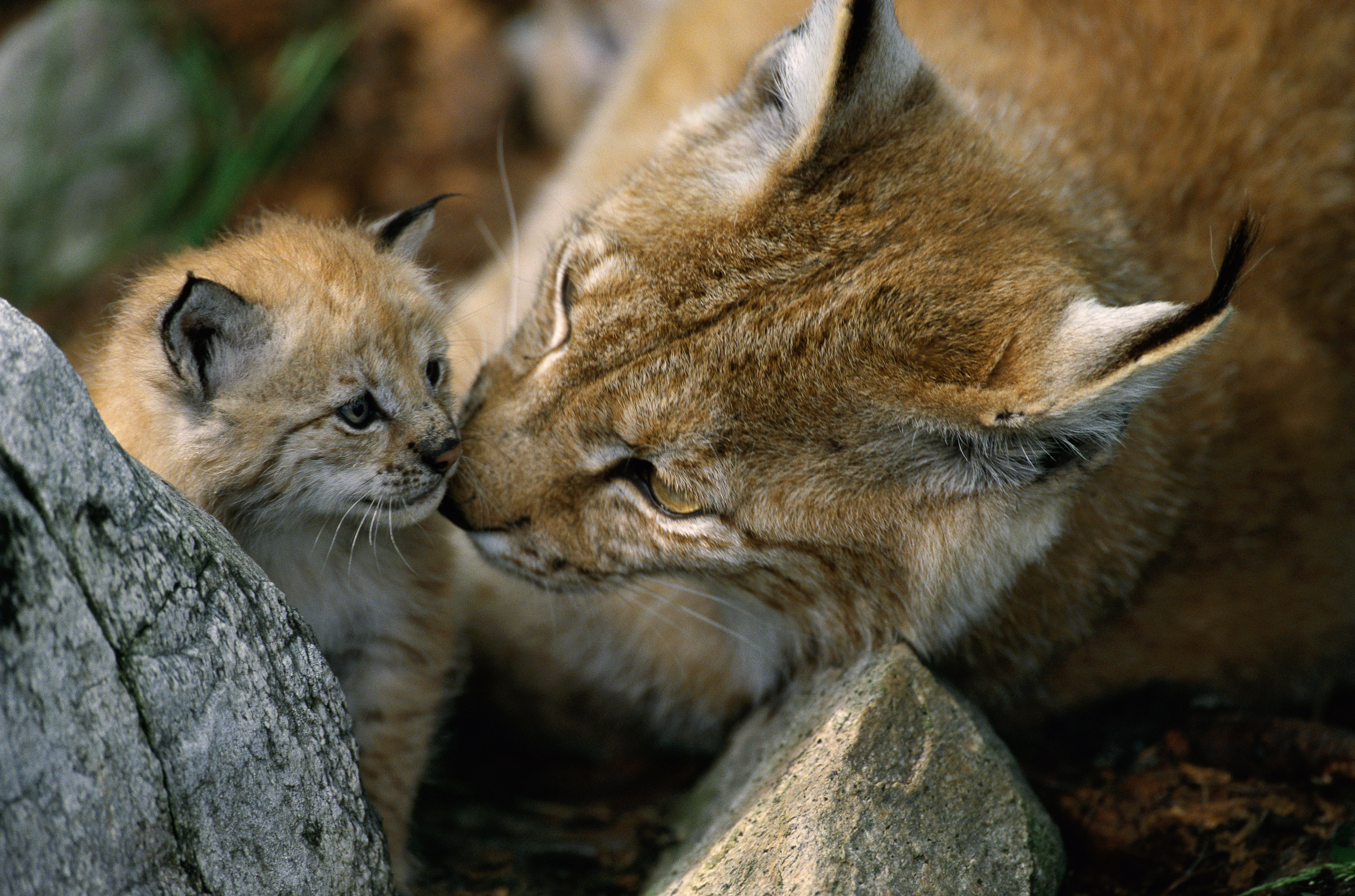 Un lynx couché approchant tendrement sa gueule contre la gueule de son petit