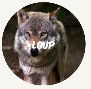 wwf rangerclub loup FR round