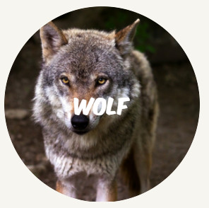 wwf rangerclub wolf NL round