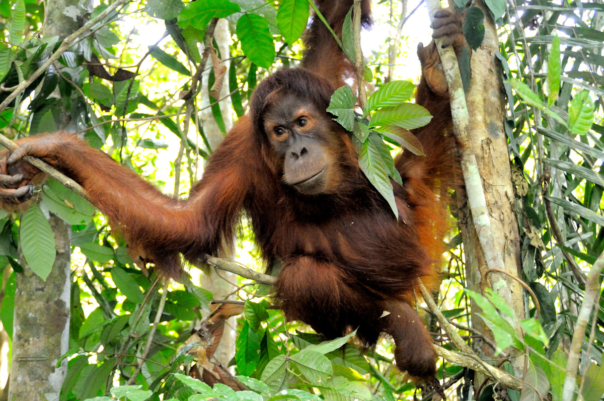 WWF rangerclub orang outan orang oetan gallery4