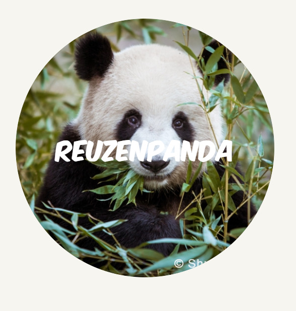 Reuzenpanda ROUND