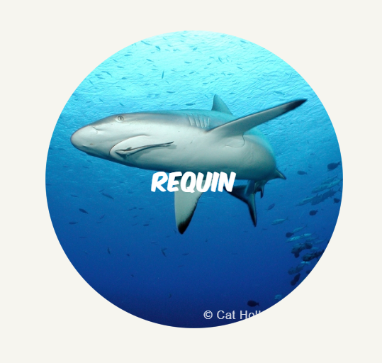 Requin round FR