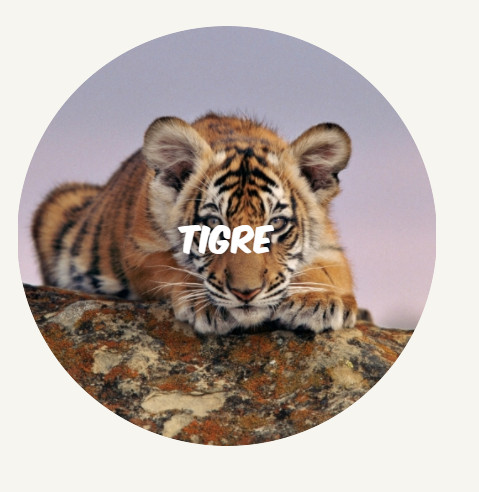 wwf rangerclub Tigre round