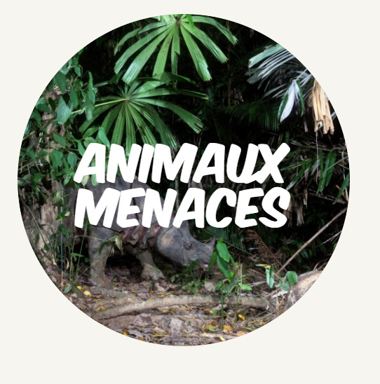 wwf rangerclub dossier FR animaux menaces ROUND