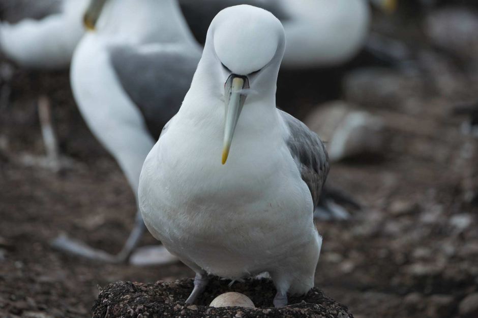 wwf rangerclub news albatros Matthew Newton 3