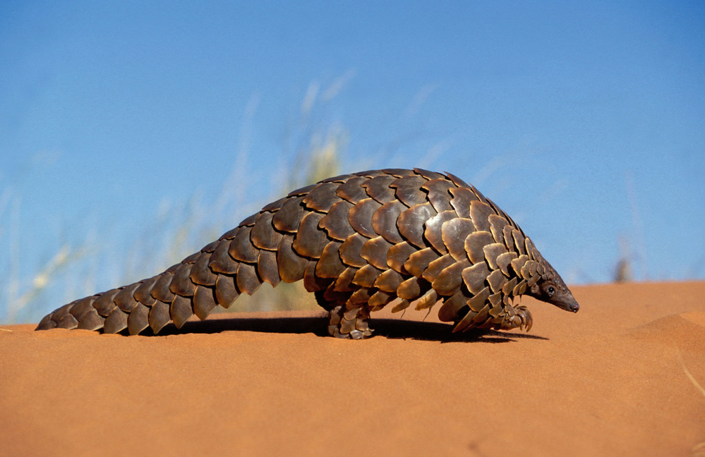 wwf rangerclub news schubdier pangolin