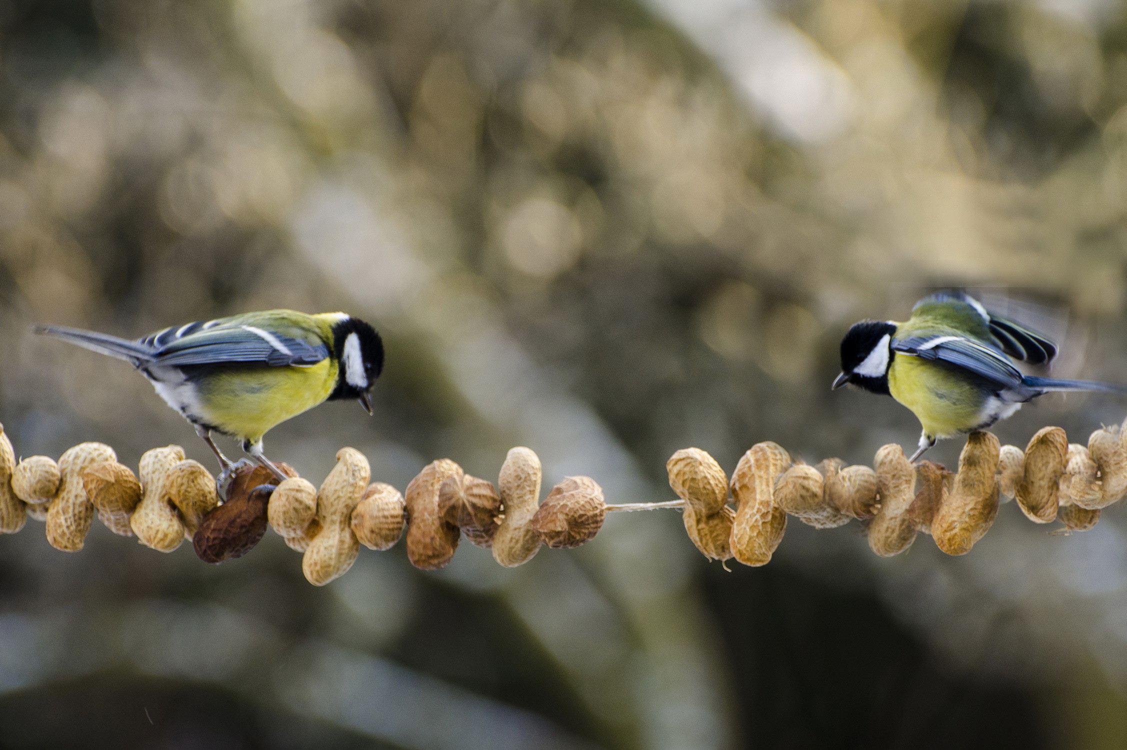 wwf rangerclub pinda cacahuete oiseaux vogels