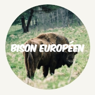 WWF rangerclub bison bizon fr round