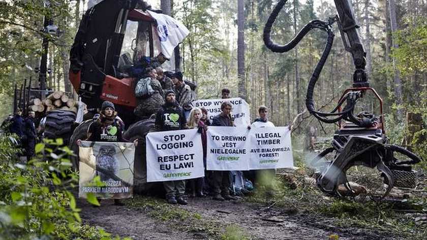 wwf Rangerclub news deforestation ontbossing AFP2