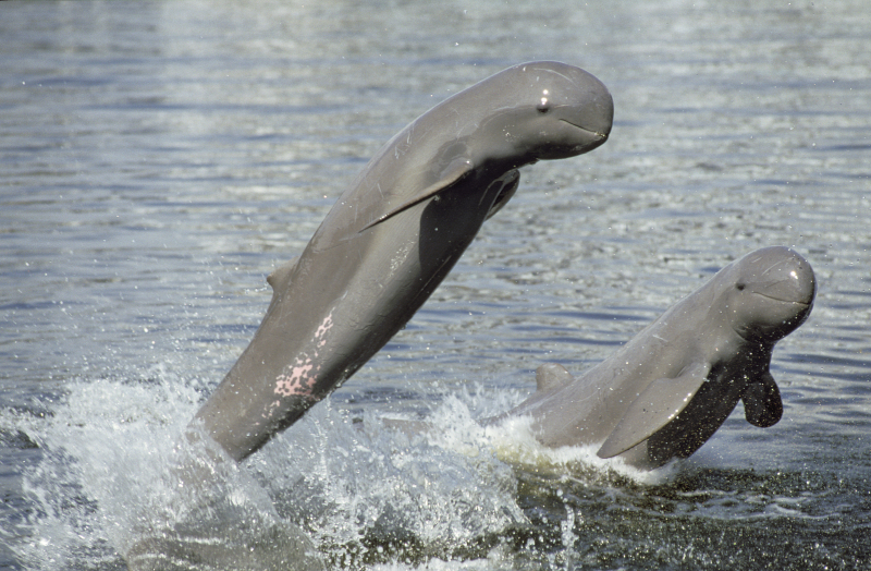 wwf Rangerclub Irrawaddydolfijn dauphin 1