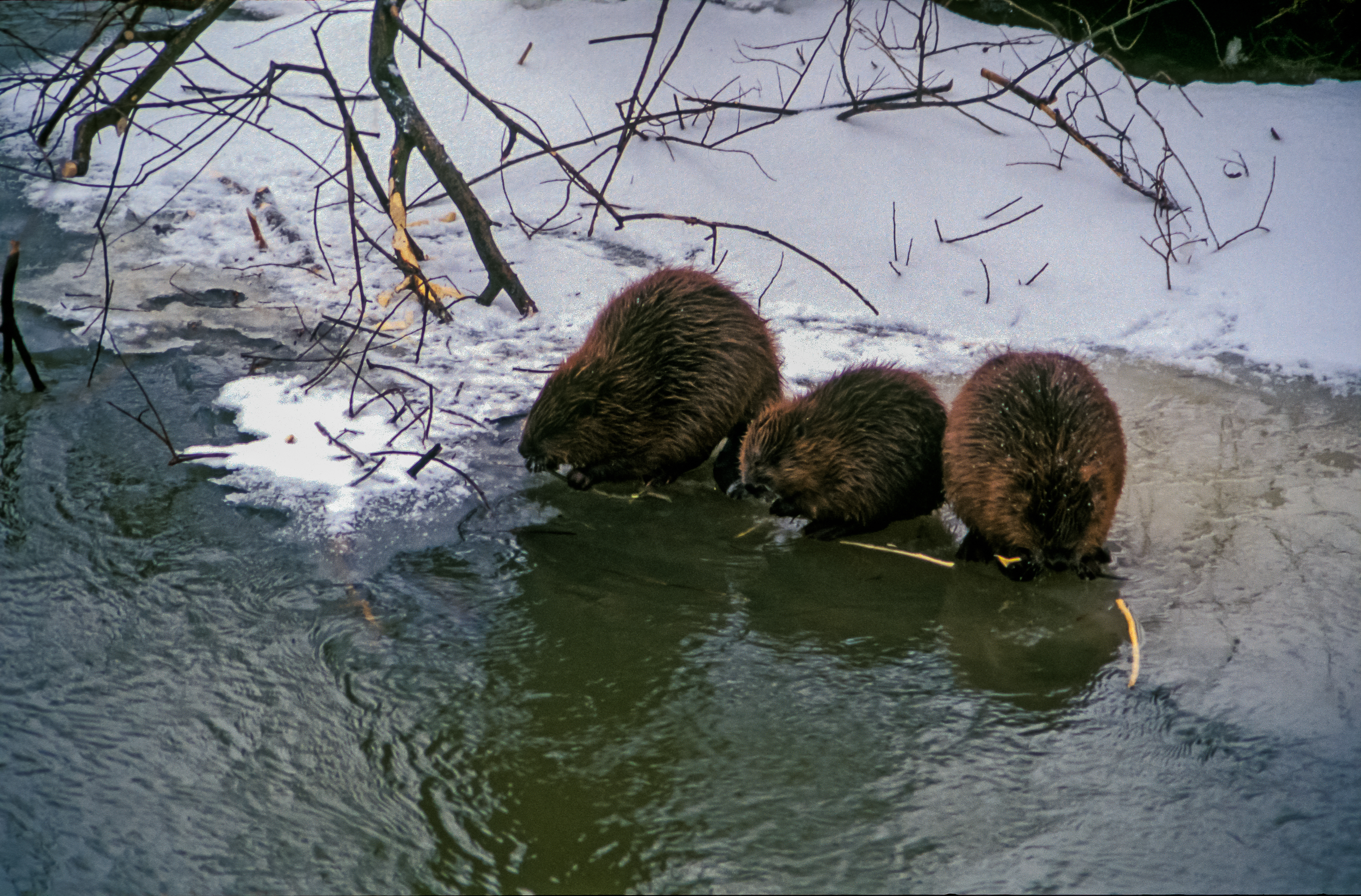 WWF rangerclub castor bever gallery2