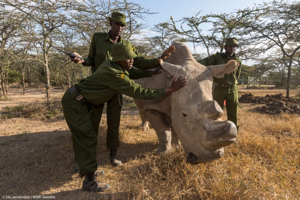 WWF rhinoceros neushoorn gallery news