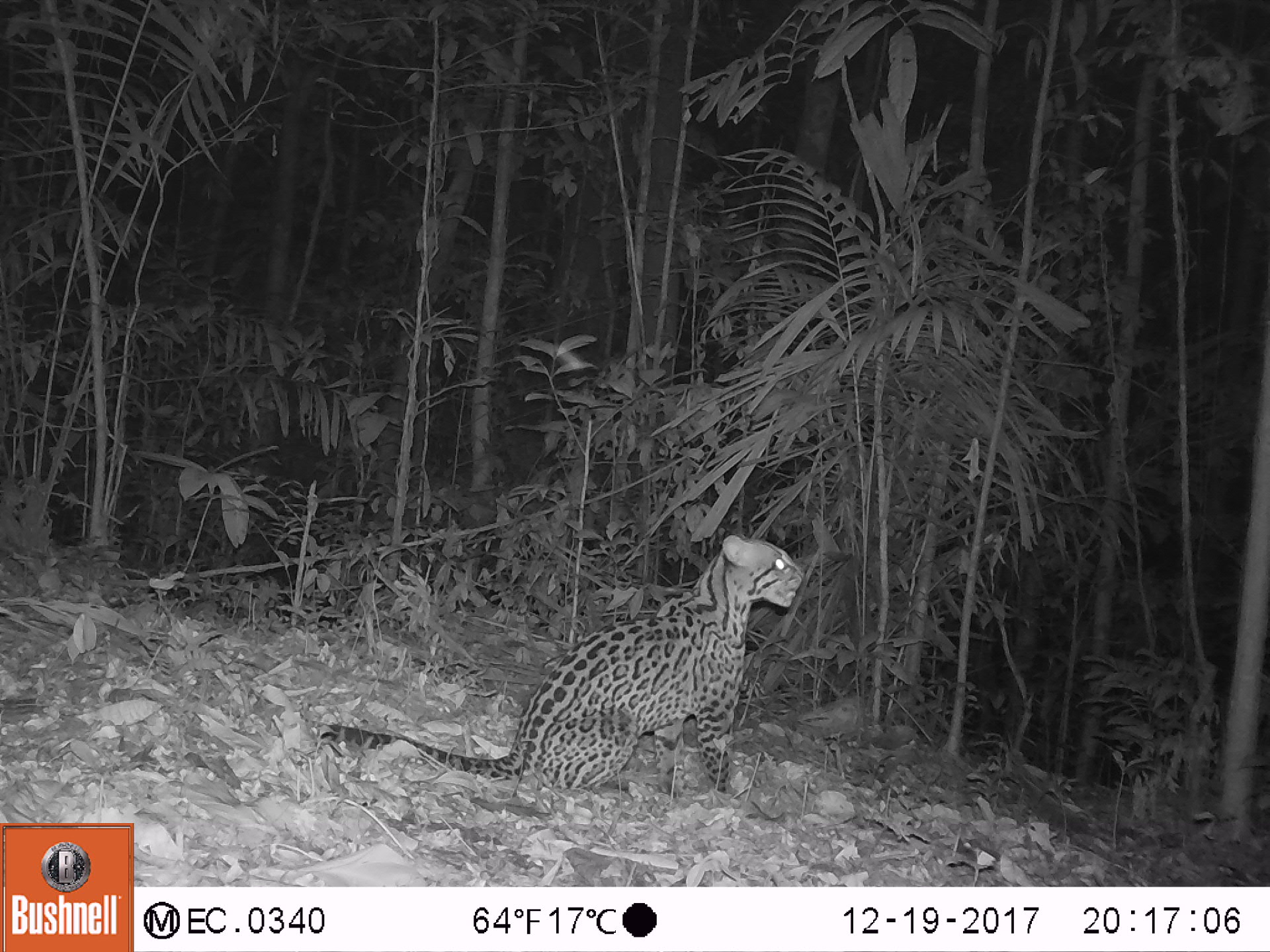 Leopardus pardalis WWF Ecuador