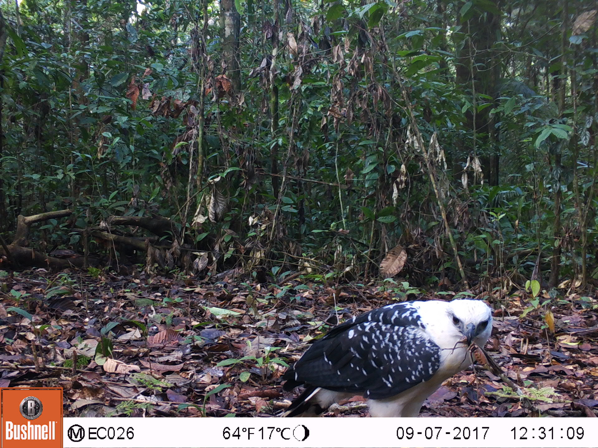 Leucopternis albicollis WWF Ecuador