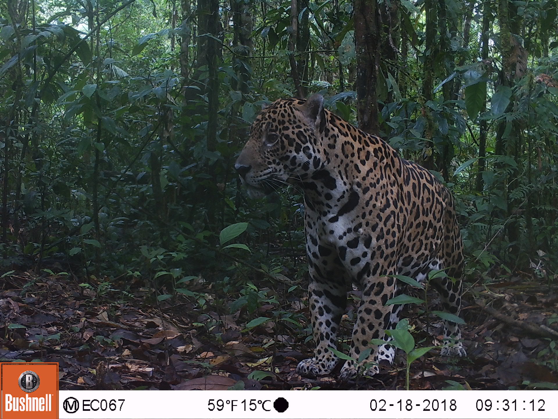 Panthera onca WWF Ecuador.JPG