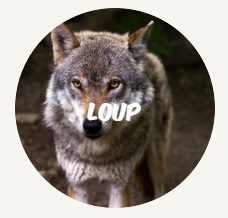 loup fr