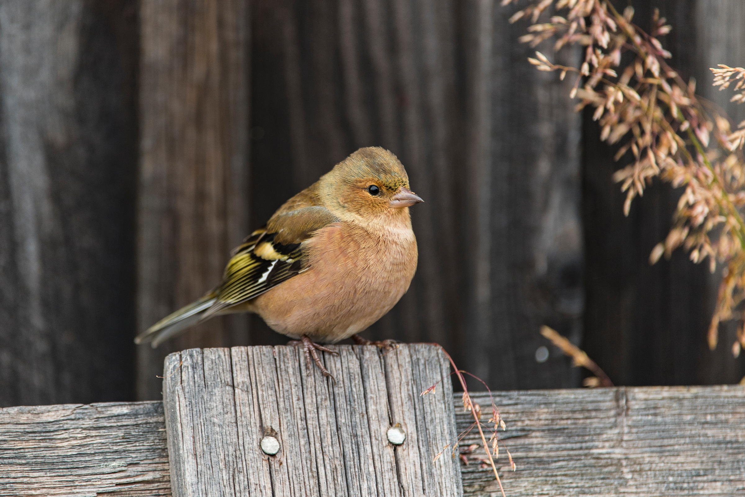 WWF Rangerclub news trekvogels oiseaux migrateurs 1