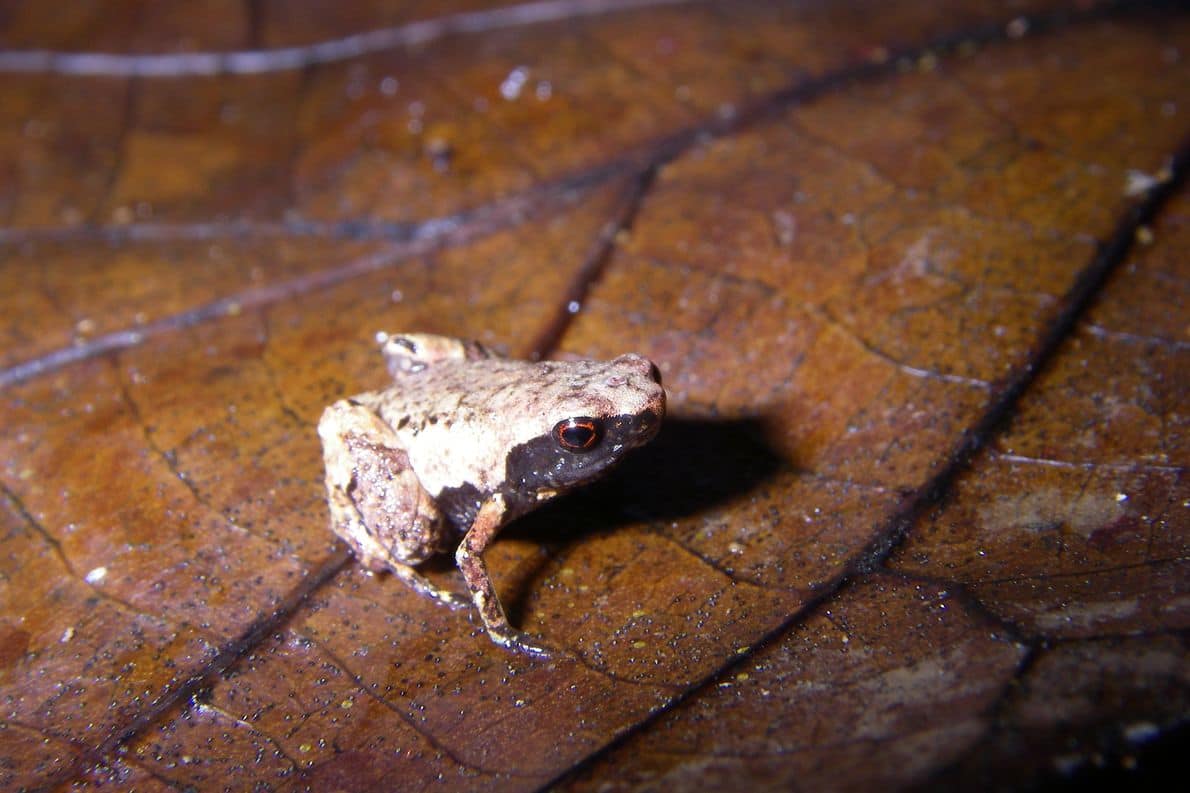 wwf rangerclub news nouvelle grenouille nieuwe kikkers picture