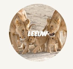 WWF Rangerclub lion leeuw 4