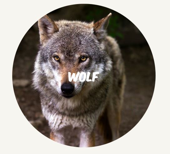 wolf link NL