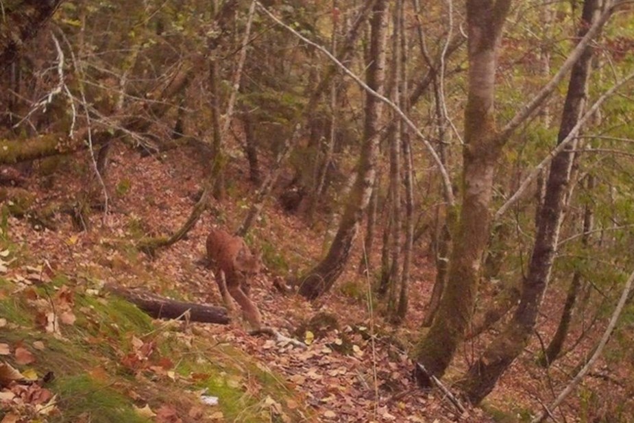 Lynx maarten Cuvelier