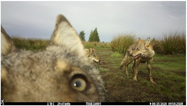 Natuur en bos wolf loup