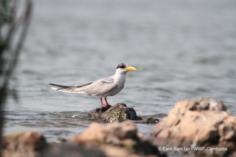 River Tern at Mekong River IMG 0154