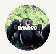 wwf rangerclub animaux dieren bonobo square