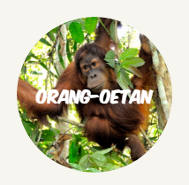 wwf rangerclub orang oetan NL round