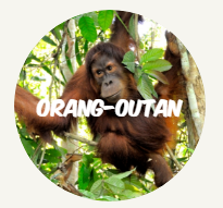 wwf rangerclub orang outan round fr