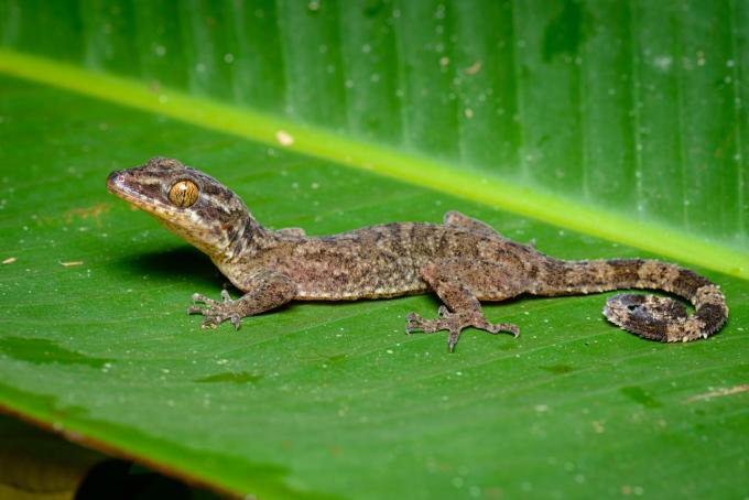 CLEAN Cyrtodactylus Rukhadeva Thai National Parks Creative Commons4