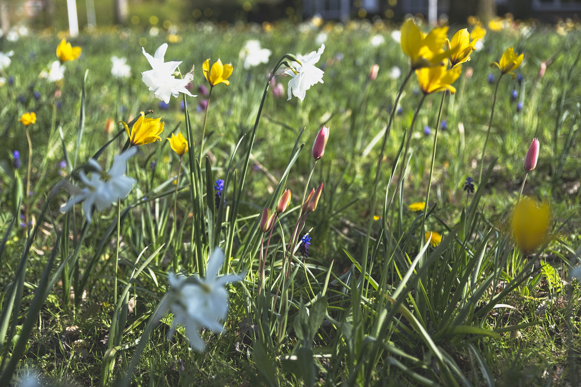 Mix narcis botanische tul copyright pexels2