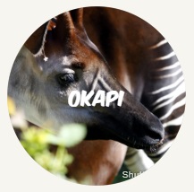 Okapi FR