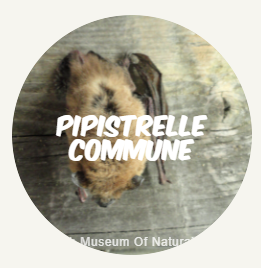 Pipistrelle