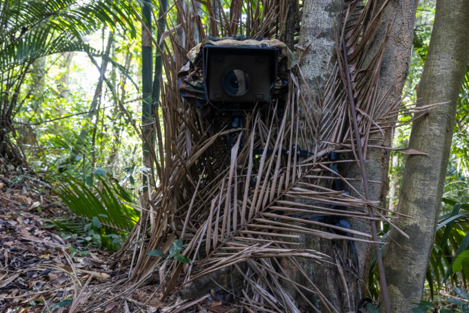 camera trap