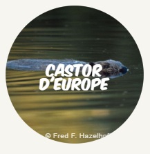 castor fr