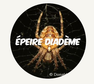 epeire