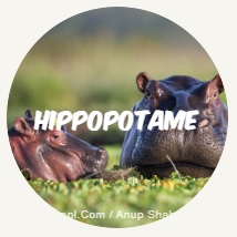 hippopotame2