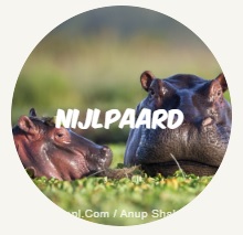 nijlpaard