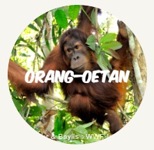 orang oetan