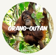 orang outan2