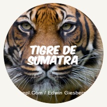 tigre sumatra3