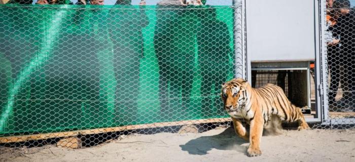 Première réintroduction transfrontalière de tigres au monde !