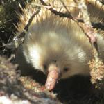 Echnidé australien dans les branchages